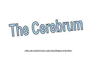 The Cerebrum