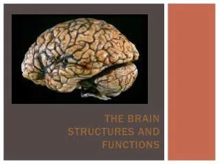 The Brain Structures and Functions