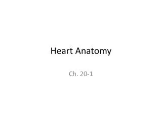 Heart Anatomy