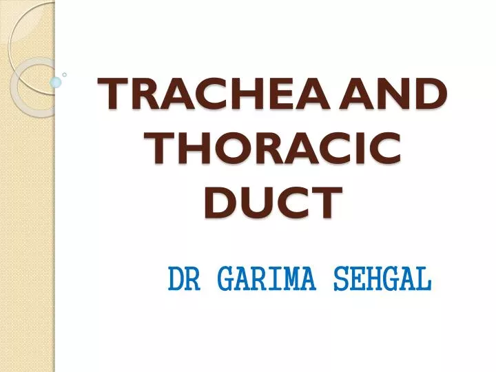trachea and thoracic duct