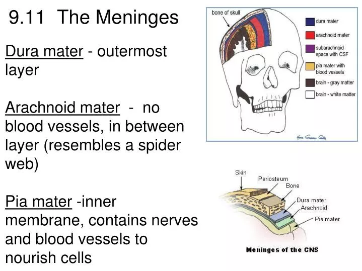 9 11 the meninges