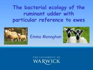 The bacterial ecology of the ruminant udder with particular reference to ewes
