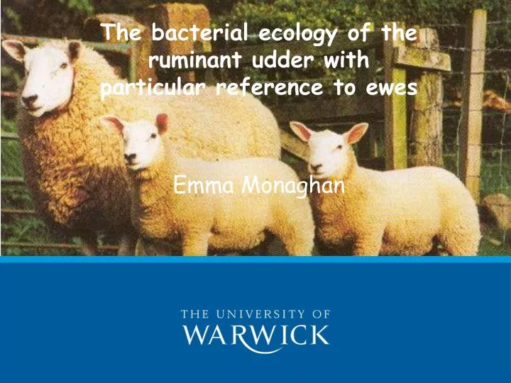 the bacterial ecology of the ruminant udder with particular reference to ewes emma monaghan