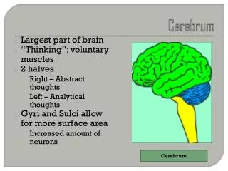 Cerebrum