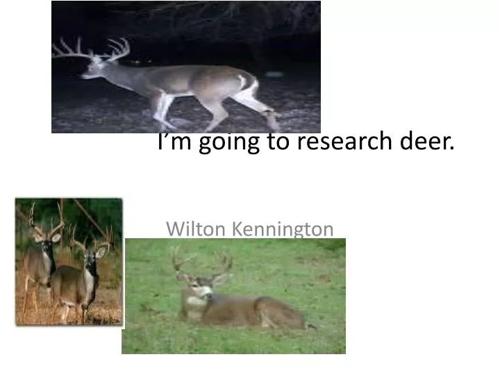 i m going to research deer
