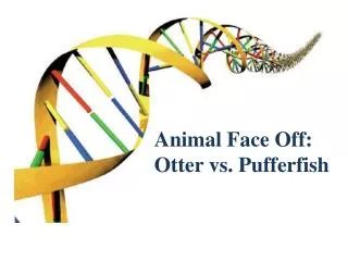Animal Face Off: Otter vs. Pufferfish