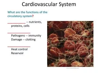 What are the functions of the circulatory system ?