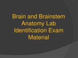 Brain and Brainstem Anatomy Lab Identification Exam Material