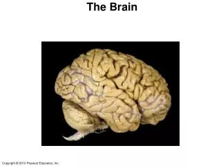 The Brain