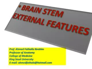 * BRAIN STEM EXTERNAL FEATURES