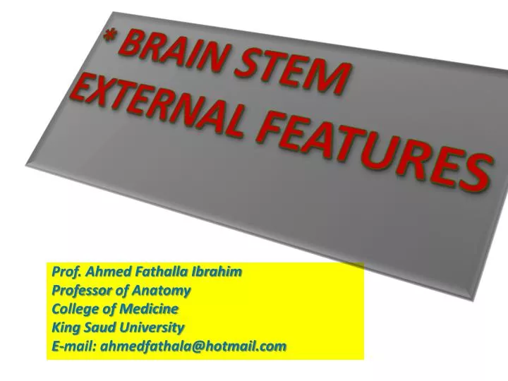 brain stem external features