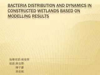 Bacteria distribution and dynamics in constructed wetlands based on modelling results