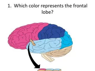 1. Which color represents the frontal lobe?