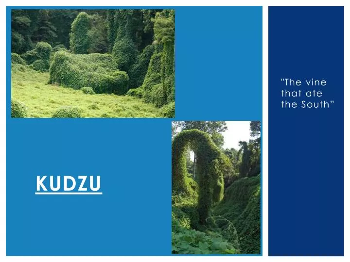 kudzu