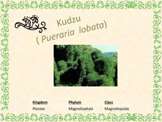 Kudzu ( Pueraria lobata )