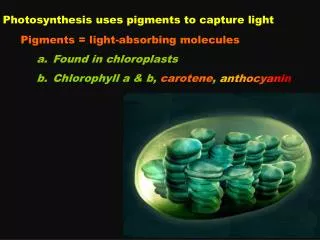 Photosynthesis uses pigments to capture light