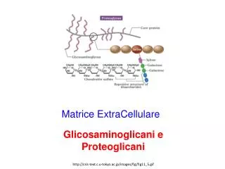 matrice extracellulare