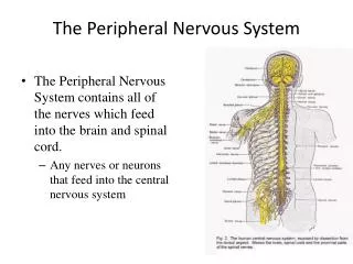 The Peripheral Nervous System