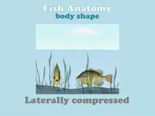 Laterally compressed