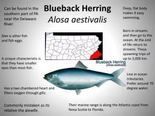 Blueback Herring Alosa aestivalis
