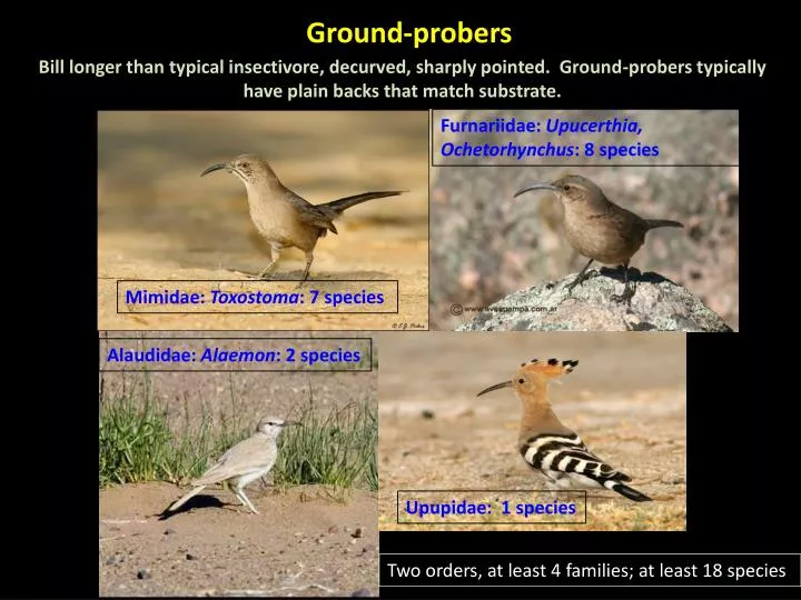 ground probers
