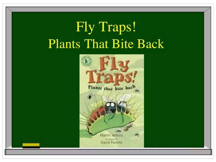 fly traps