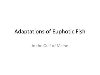 Adaptations of Euphotic Fish