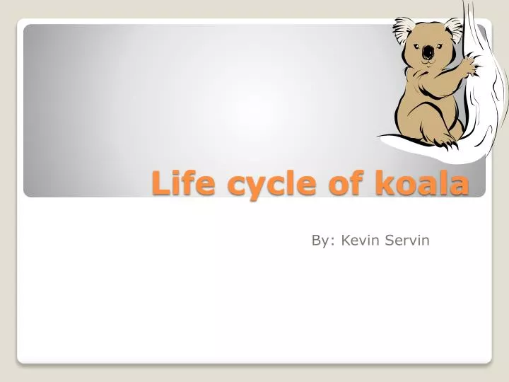 life cycle of koala