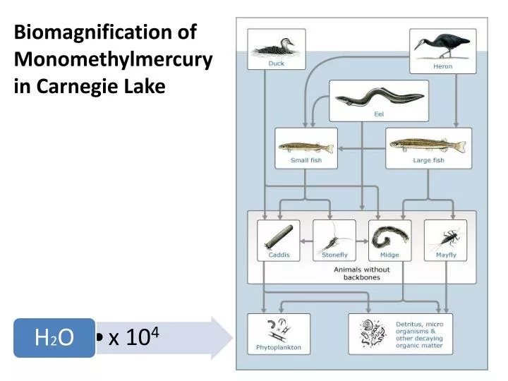 biomagnification of monomethylmercury in carnegie lake