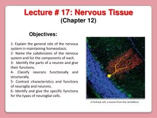 Lecture # 17: Nervous Tissue