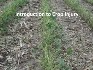 Introduction to Crop Injury