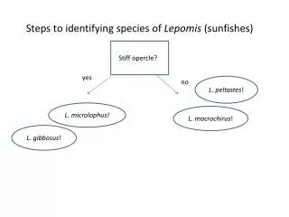Steps to identifying species of Lepomis (sunfishes)