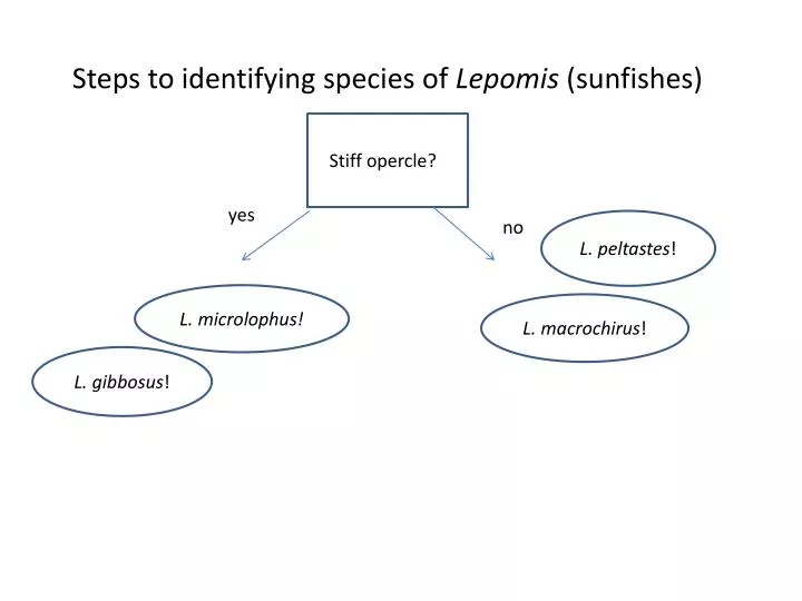 steps to identifying species of lepomis sunfishes