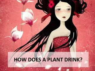 HOW DOES A PLANT DRINK?