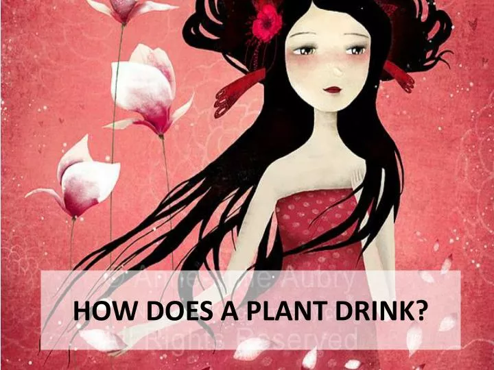 how does a plant drink
