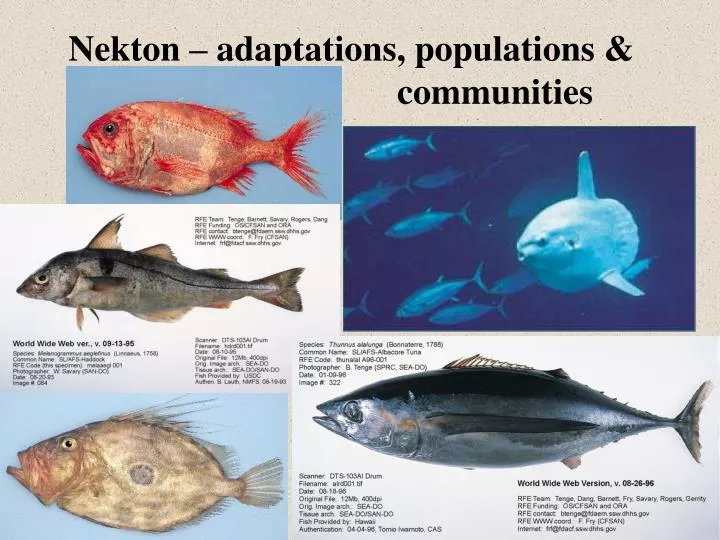 nekton adaptations populations communities