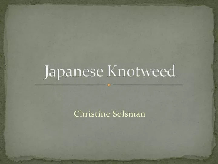 japanese knotweed