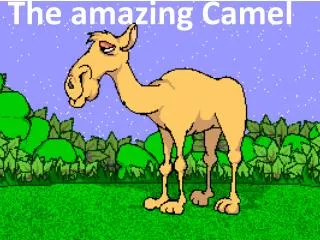 The amazing Camel