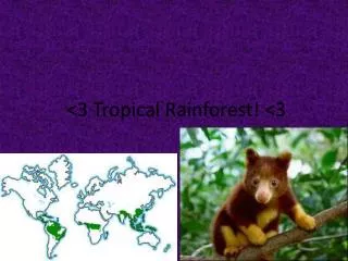 &lt;3 Tropical Rainforest! &lt;3