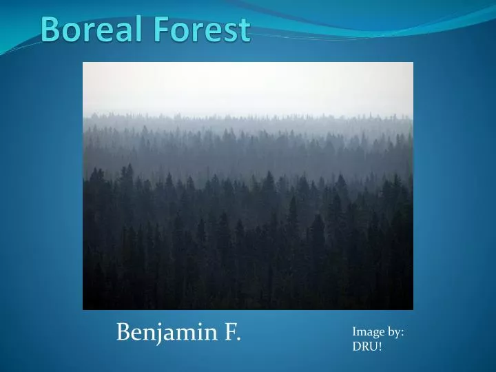 boreal forest