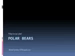 Polar Bears - slide 1