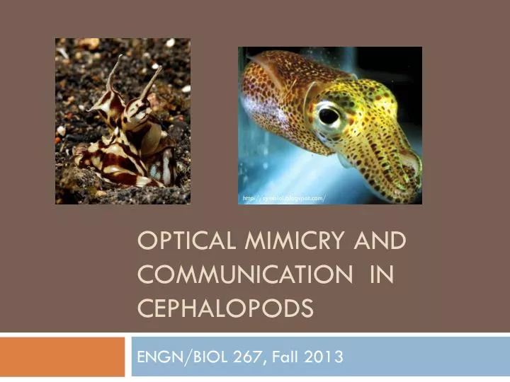 optical mimicry and communication in cephalopods