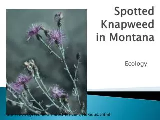 Spotted Knapweed in Montana