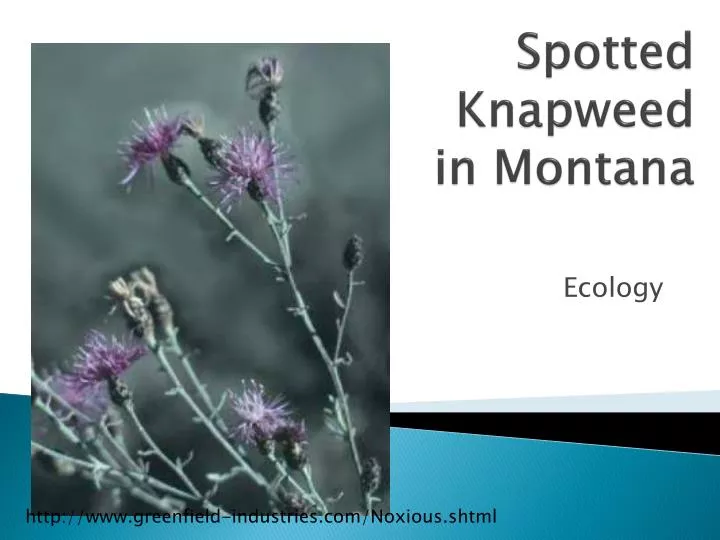 spotted knapweed in montana