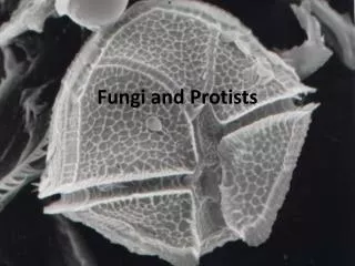 Fungi and P rotists
