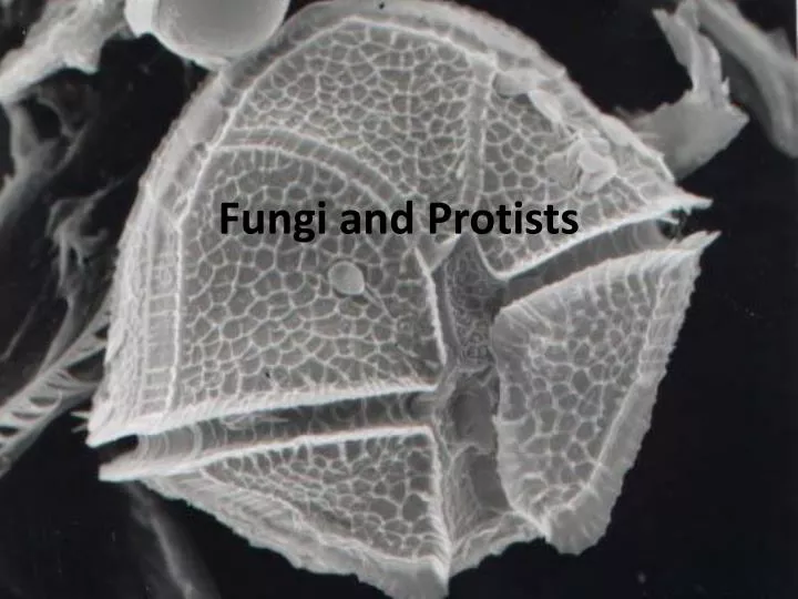 fungi and p rotists