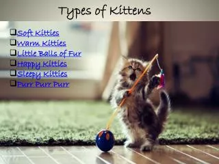 Types of Kittens