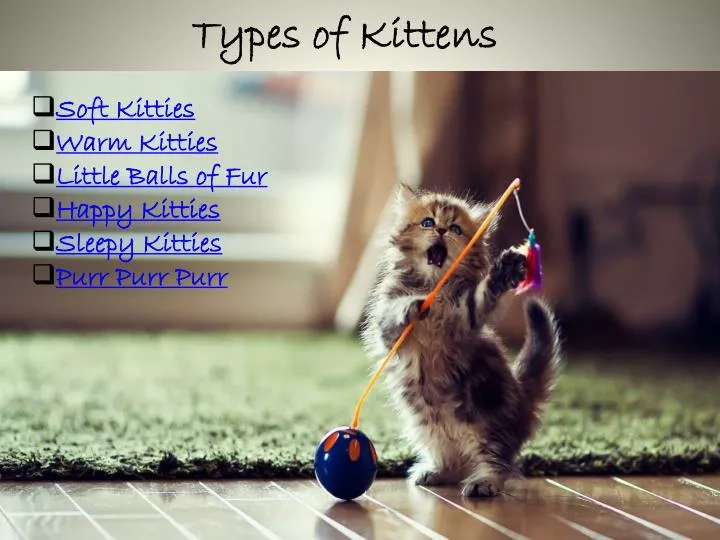 types of kittens