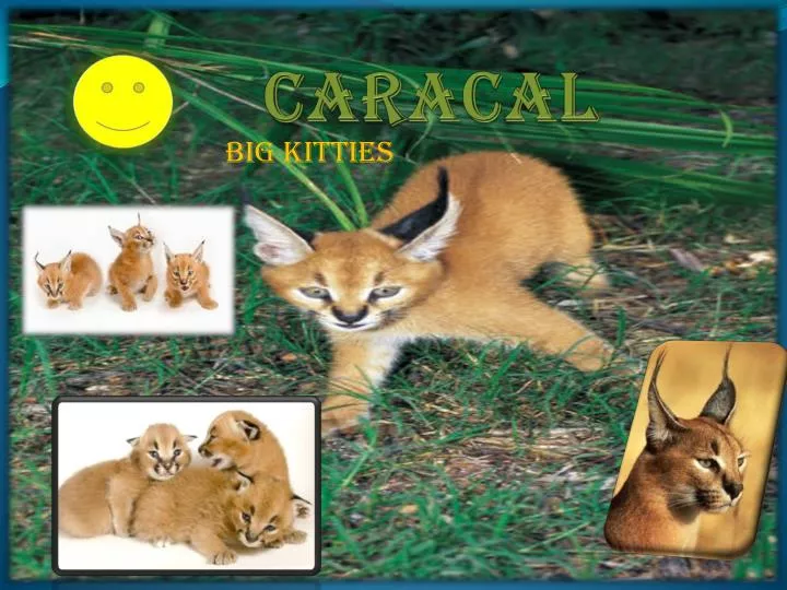 caracal