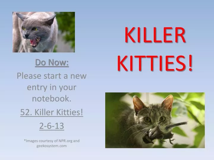 killer kitties